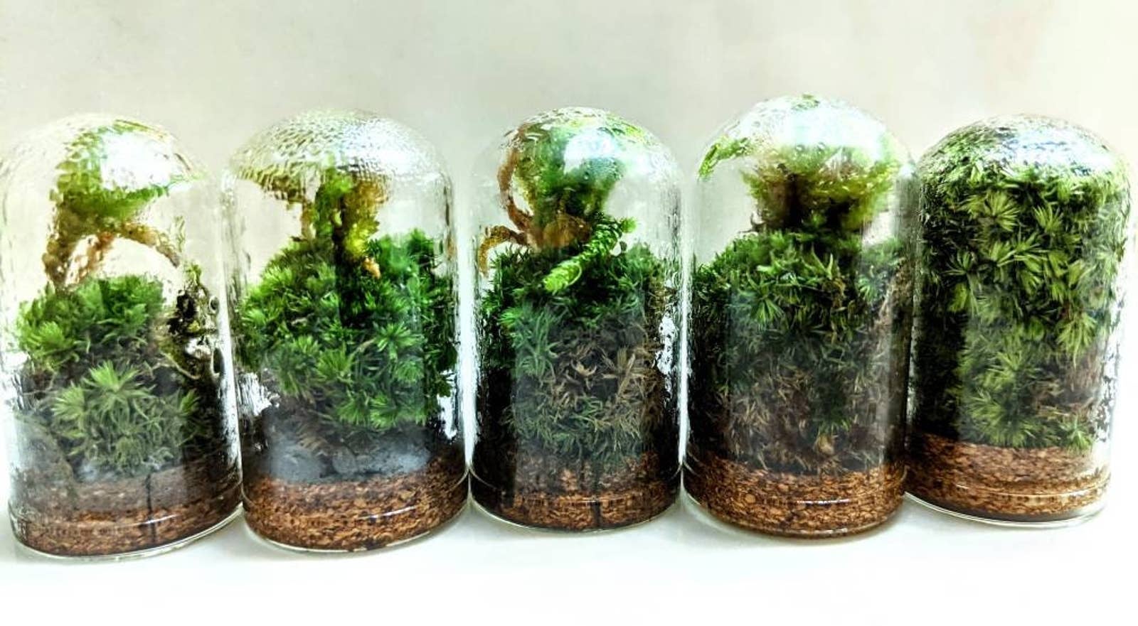 micro woodlands mini terrarium